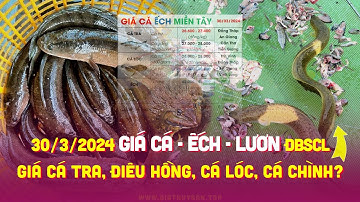 31/3/2024 ✅ Biến động Giá Cá Ếch #ĐBSCL ↗️ Giá Cá Tra, Điêu Hồng, Cá Lóc, Trê Vàng, Cá Chình, Lươn!