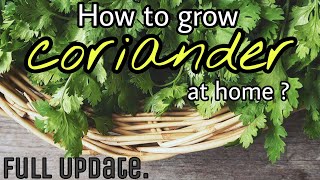 EP42: How to grow Green Coriander at home? हरा धनिया कैसे उगाएँ?