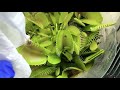 Venus Flytrap vs Silver Fish 2021