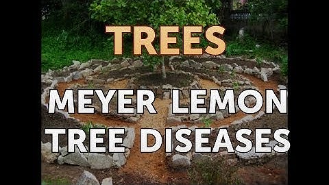 Meyer Lemon Tree Diseases
