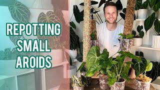 REPOT WITH ME  setting my small plants up for success  moss poles, propagating, watering etc.