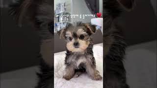 #인천애견분양#부평애견분양 #시흥애견분양 #부천애견분양 #주안애견분양 #간석애견분양 #몰키즈 #puppyforsale #puppylove #puppiesforsale #molkie