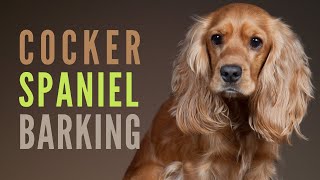 Cocker Spaniel  Barking & Growling. How to make your Cocker Spaniel Bark