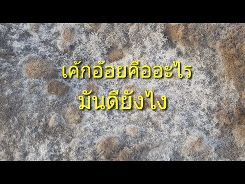 วีดีโอ: อ้อยในอ้อยคืออะไร?