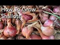 How to grow shallots  planting to harvest