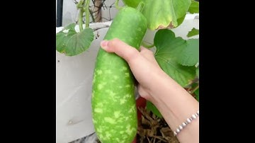 Củ cải đỏ tí hon