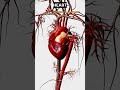 Your Body Over an average lifetime!💀🤯#sound #viral #shortvideo #shorts #trending