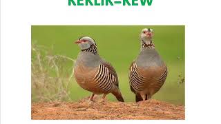 Kürtçe Öğren - Kürtçe Kuş İsimleri Resimi