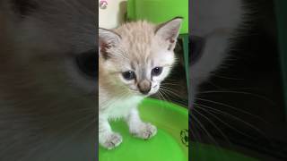 A rescued kitten engrossed in play accidentally attacked the resident kitten #shorts