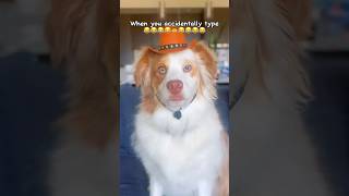 not the cowboy! #australianshepherd #dog #funnydog