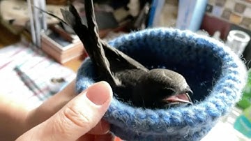 Suffering swifts need volunteers to care for them