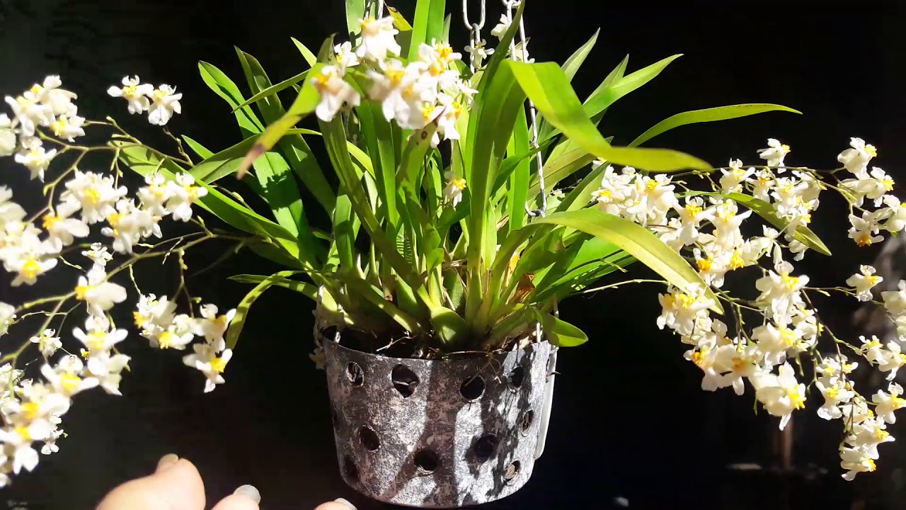 MINI ORQUÍDEA ONCIDIUM TWINKLE EM FLORAÇÃO - thptnganamst.edu.vn