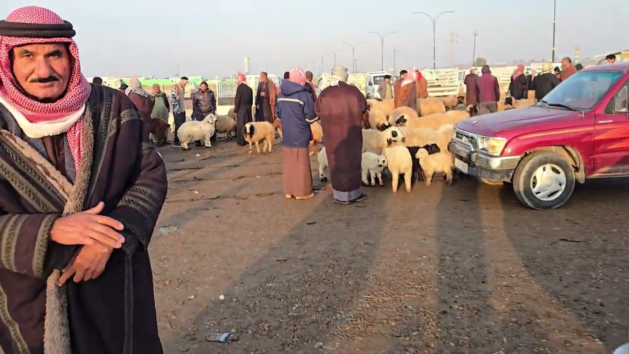 سوق مواشي صلاح الدين قضاء الشرقاط ناحية اشور #عبدالله_الطيب #مواشي #اغنام #غنم 