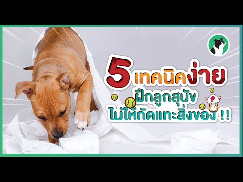 วีดีโอ: 6 วิธีง่ายในการฝึกสุนัขของคุณทุกวัน