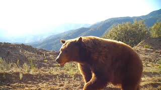 Wild Traffic On The Trail In The Angeles National Forest