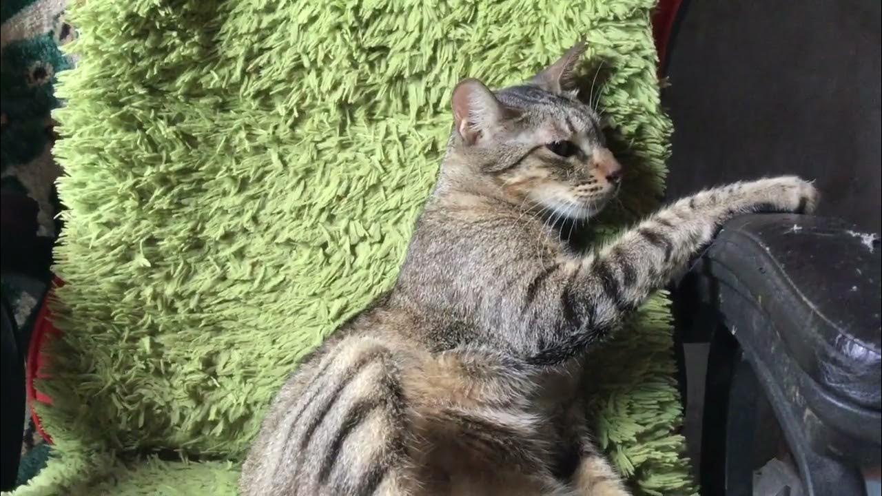 Why do cats sit like this? This is funny and cute😻 YouTube
