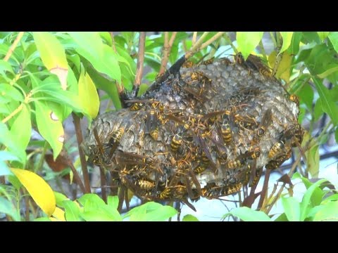 wasp nest ground jacket yellow removal destroy naturally soap using water