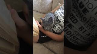 Русские голубые кошки. Питомник Ruzara 💎 Русские голубые кошки. Питомник Ruzara 💎