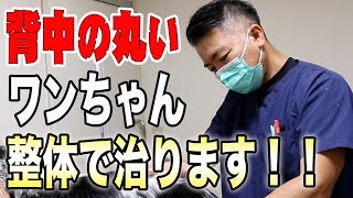 【犬　腰痛】施術後、衝撃的すぎる変化が、、、！？