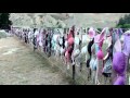 Novozelanđani imaju ogradu od ženskog veša (VIDEO)