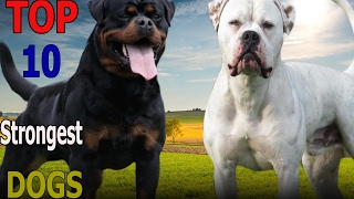 Top 10 strongest dogs in the world | Top 10 animals