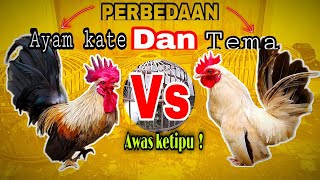 PENJELASAN? PERBEDAAN AYAM KATE DAN TEMA, JANGAN KETIPU