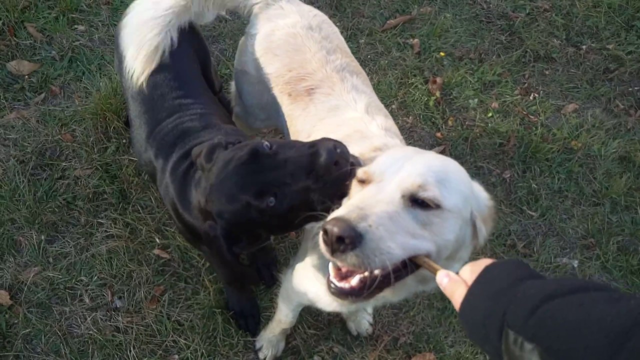 Cane Corso And Golden Retriever Play Together Play Day Kane Korso I Golden Retrijvr Si Igrayat Youtube