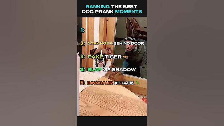 Ranking the Best Dog prank moments 😂