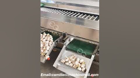 Automatic Garlic Grading Machine For Sale | Garlic Grading Machine Manufacturers