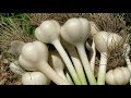 زراعة الثوم من المنزل ونصائح لنجاح الزراعه الى قناة ACTIVE WOMAN - Cultivation of garlic