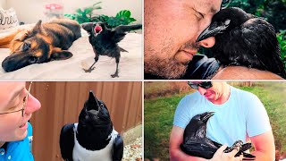 Rescued Crows Are Stunning In Their Humanity, They Drink Coffee And talking