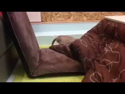 オリエンタル兄弟のお尻ぷりっぷり☆