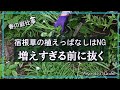 【早春の宿根草の手入れ】ガーデニング/植えっぱなしはNG/早めに抜こう/鉢に監禁しよう/暮らしを楽しむVlog