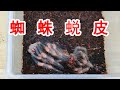 八腳朝天！這是在幹嘛？奇怪的蜘蛛蛻皮全過程！ 【歪點子實驗室】