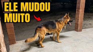 Fiquei 1 mês sem ver o Baruk 😳 E ele está assim…