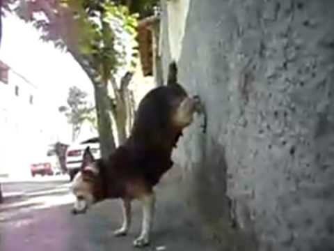 Bonde das maravilhas quadradinho de oito - versão canina