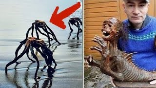Если Бы Эти Странные Осьминоги Не Попали На Камеру Никто Бы Не Поверил