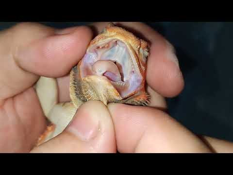 How To Cure Mouth Rot In Bearded Dragons Youtube