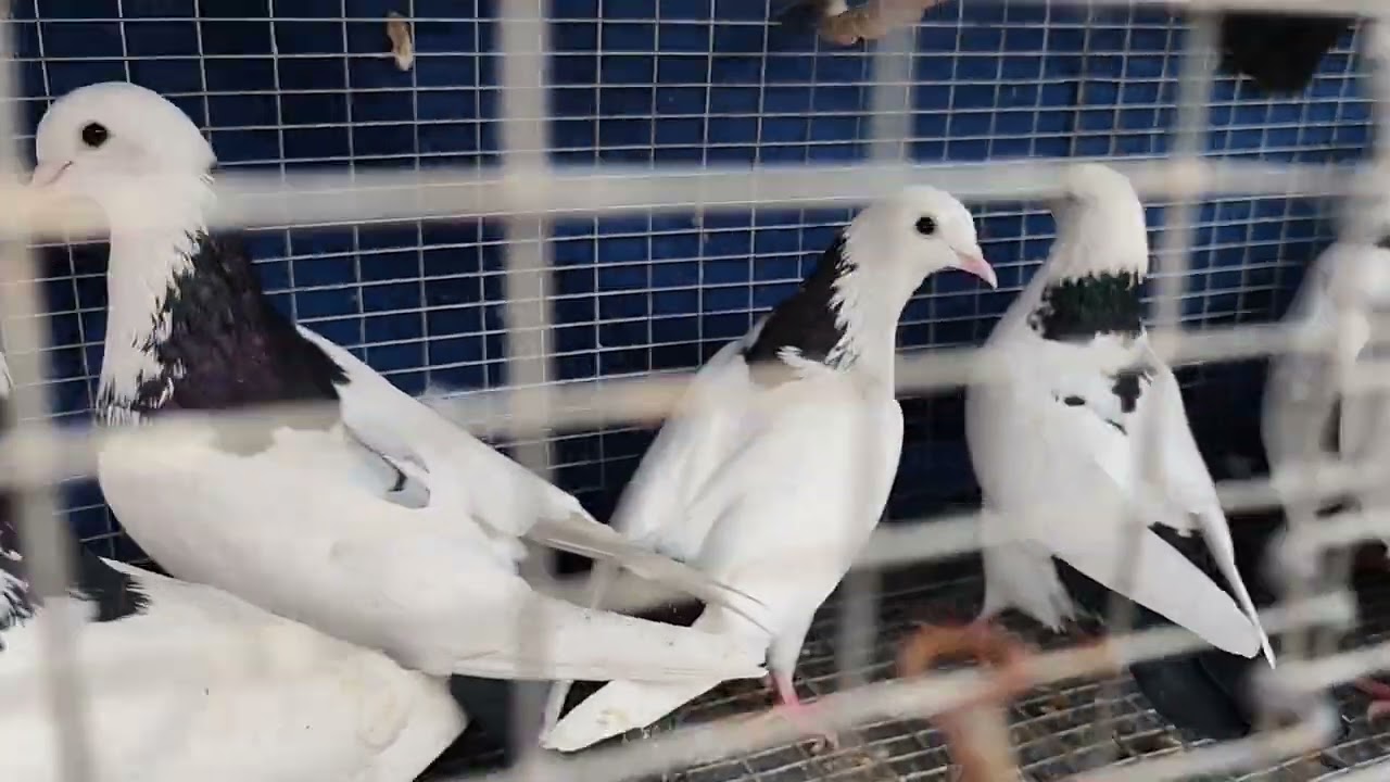 Шейки чёрный