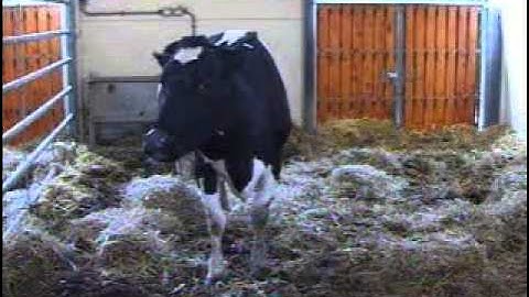 Cow displaying BSE series of events (106mb) (nlflflehm.wmv)