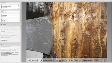 Does wildfire likelihood or severity increase following insect outbreaks...