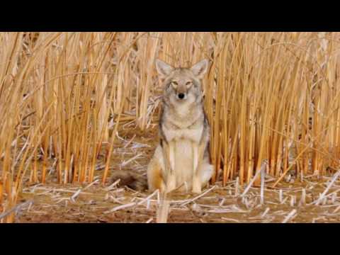 Coyote Country: myth vs fact