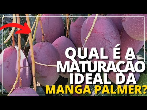 Vídeo: Reconhecendo os sintomas da doença da manga - Aprenda sobre como gerenciar doenças da mangueira