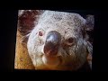 Animal alphabet w song wallaby 