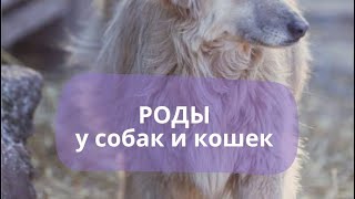 Эфир с ветеринарным неонатологом Лиляной Сапицкой по родам у собак и кошек