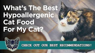 Best Hypoallergenic Cat Food - Food for Cats with Allergies: Reviews and Guide
