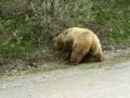 Bear Attack in Denali Alaska 2008