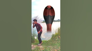 Anaconda snake in real life P190#shorts #short #snake #nagin #python #anaconda #snakes #bigsnake