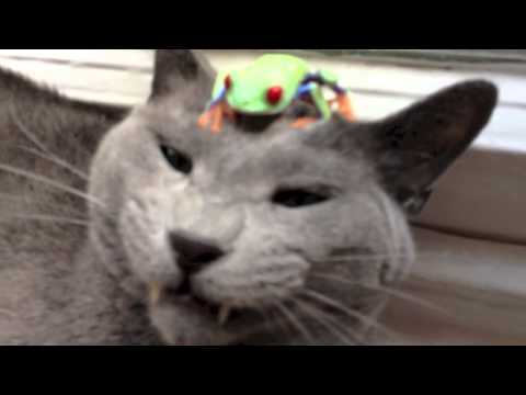 video phone beyonce mp3 Russian Blue Cat and Tree Frog