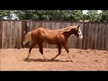 Little Gunner Boy -- 2018 APHA colt